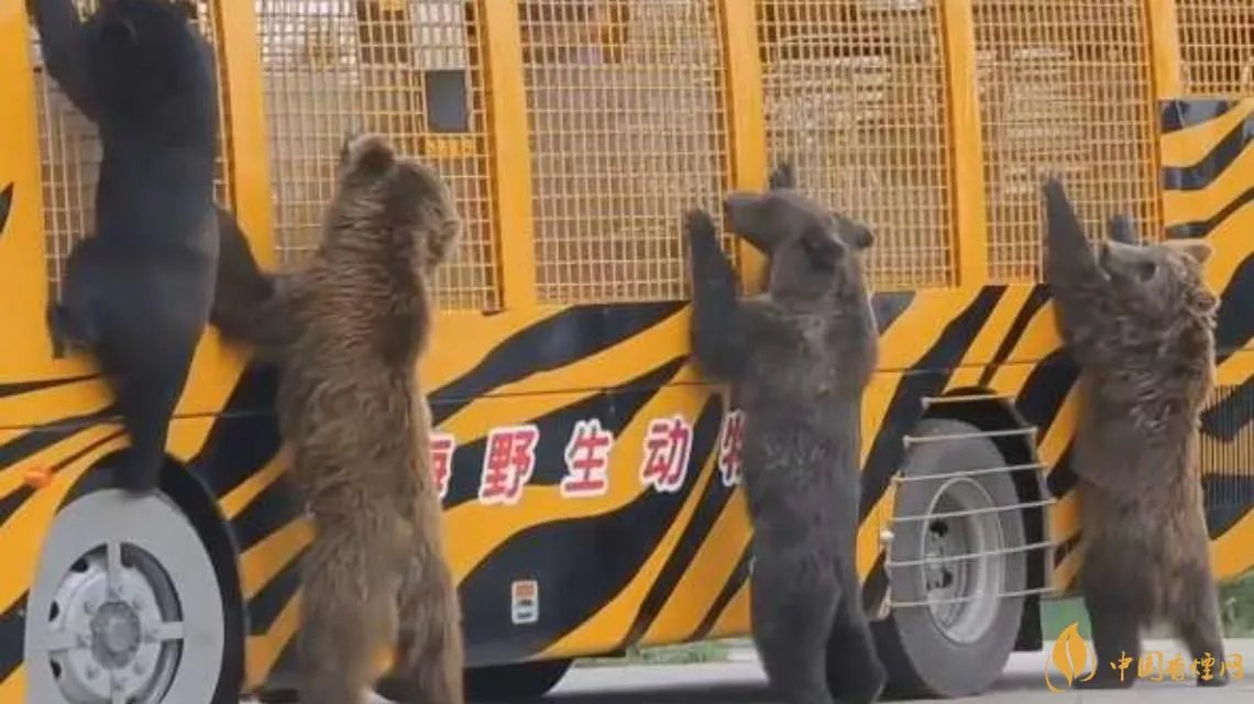 上海野生动物园发生熊伤人事件 现场照片曝光