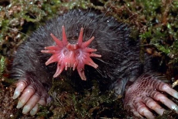 世界十大丑陋动物排行榜 眼镜猴上榜，第六被很多人称为“怪物”