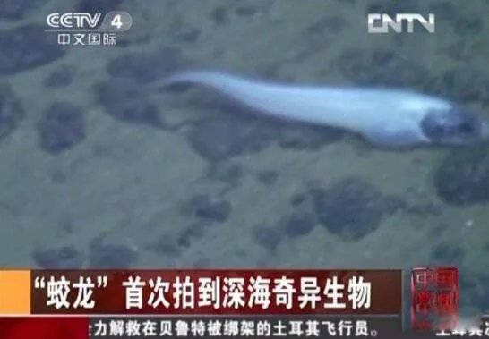 蛟龙号看见了什么 蛟龙号马里亚纳海沟6699米处抓拍