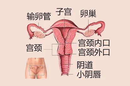 女性阴部图