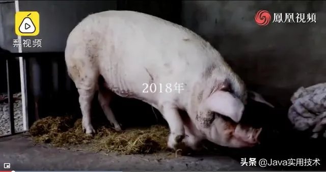 猪坚强13岁了是什么事情?