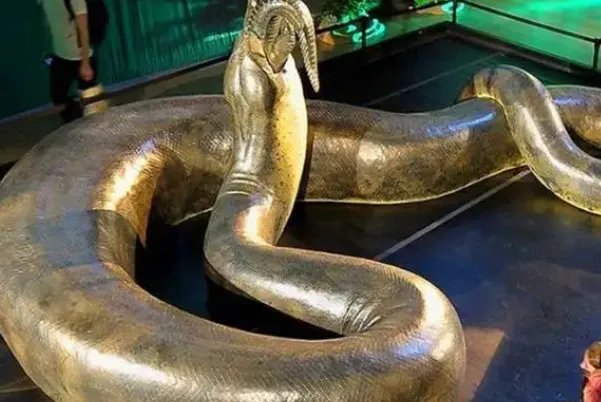 泰坦巨蟒能吞大象吗:能吞幼年大象(现存蛇类不能吞象)