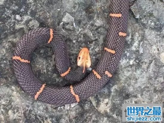 白头蝰蛇值多少钱?毒性极强瞬间让血凝固
