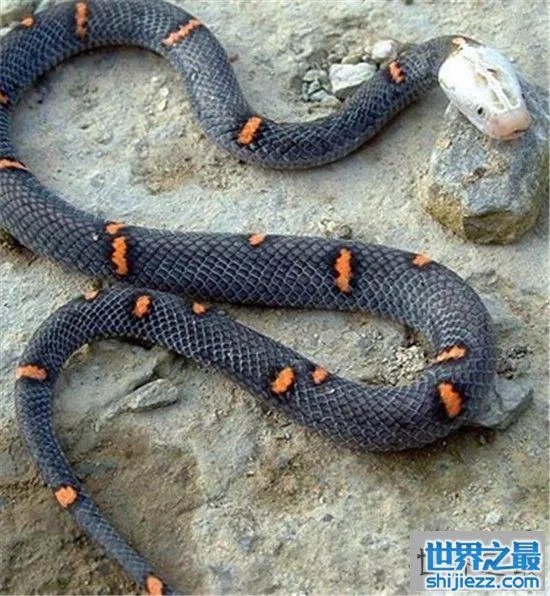 白头蝰蛇值多少钱?毒性极强瞬间让血凝固