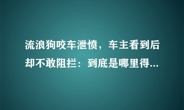 流浪狗咬车泄愤,车主看到后却不敢阻拦:到底是哪里得罪它们了?