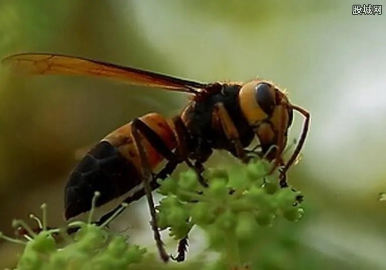 兄弟驯蜂年入百万 建起了养蜂专业合作社