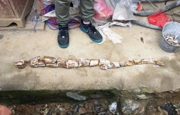 盖房挖出象牙化石专家鉴定说了什么？