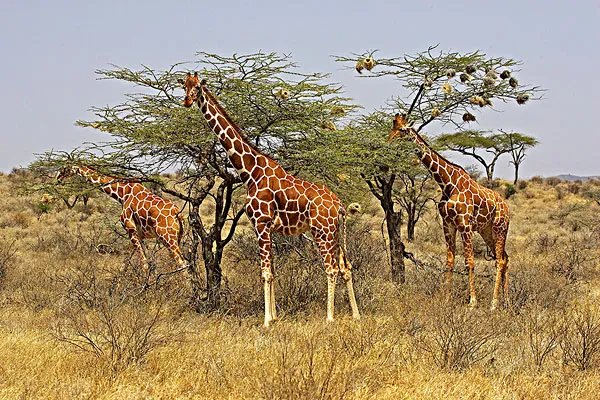 长颈鹿未来或将灭绝