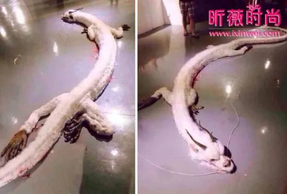 村民修路竟然意外挖出千年真龙(组图)