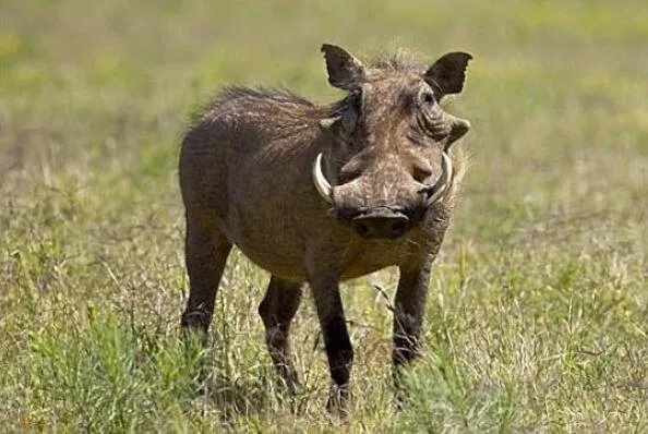 世界十大丑陋动物排行榜 眼镜猴上榜，第六被很多人称为“怪物”