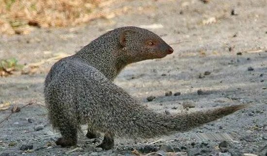 蛇玝,蛇的天敌不惧毒液(附蛇玝大战眼镜蛇图解)