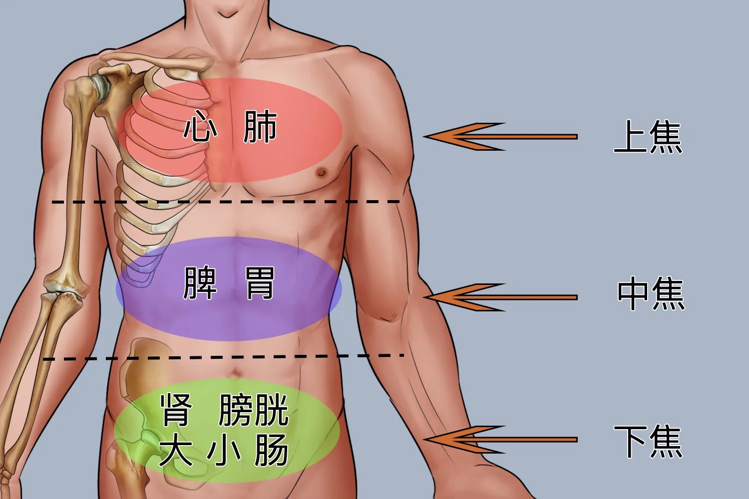 女性五脏六腑的位置