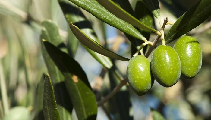 橄榄枝象征着什么意义 抛出橄榄枝象征着什么意义