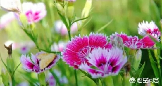 农村山里的石竹子,有什么作用和功效?