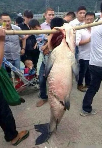 百年水库泄洪 竟冲出这庞然大物(图)