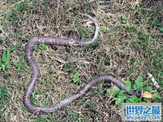 白头蝰蛇值多少钱?毒性极强瞬间让血凝固