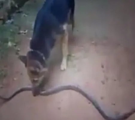 毒蛇土狗大战 结果出人意料（组图）