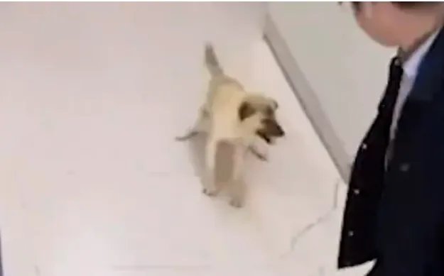 殴打流浪狗的保安和老师被停职了吗？