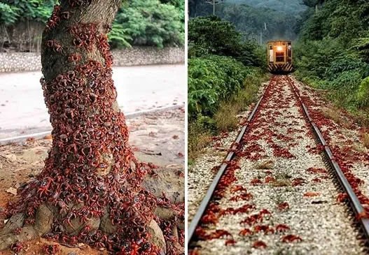 旅行无意发现这幕:近看惊呆了!(组图)