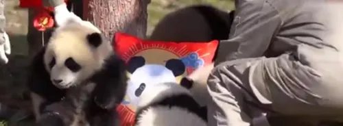 熊猫宝宝的不情愿拜年现场火了，你认为熊猫成为国宝的原因有哪些？