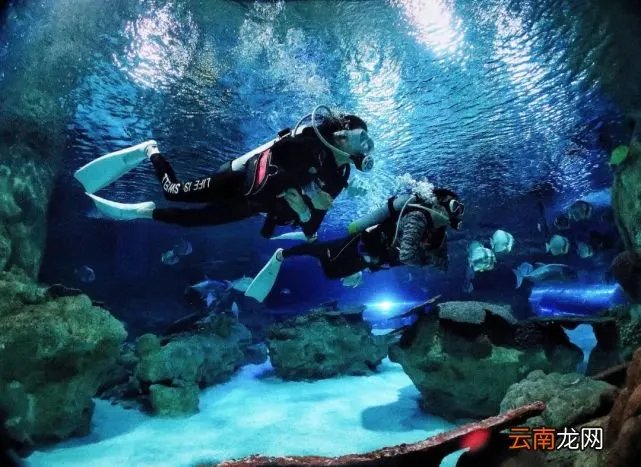 富国海底世界潜水体验