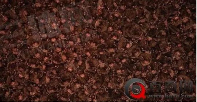 男子山洞探险打开手电瞬间吓尿(图)