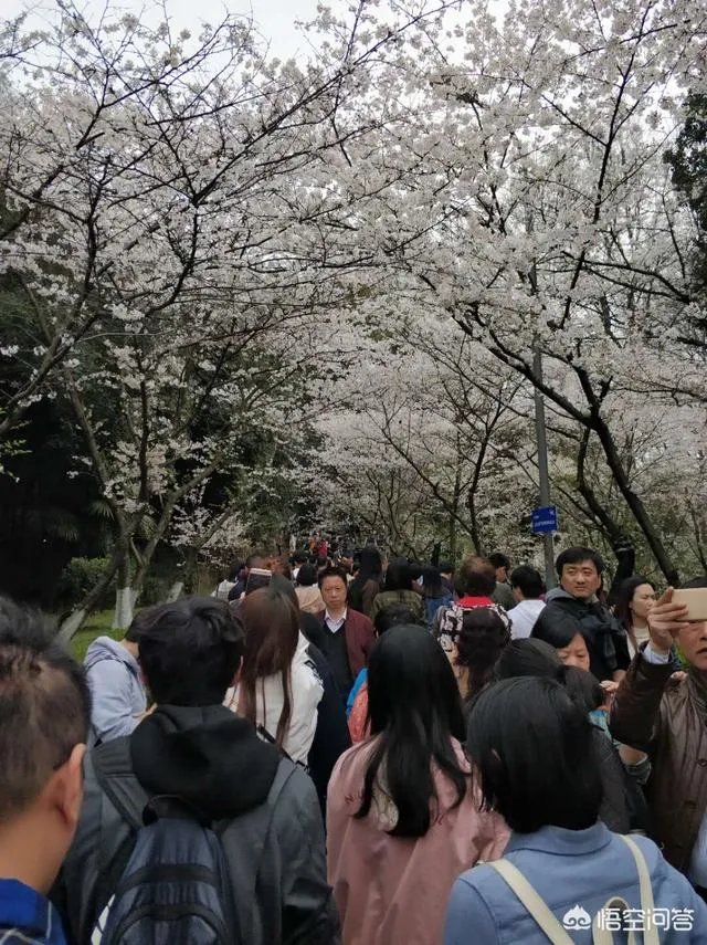 男子武大校园剧烈摇动樱花树，如何有效制止此类行为？