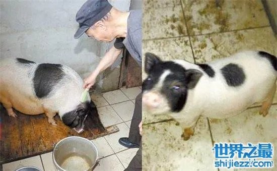 宠物猪长成300斤巨猪,最终只能当饲养猪养着