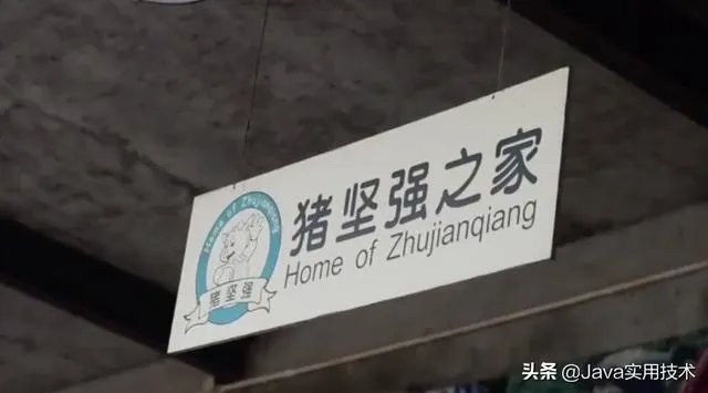 猪坚强13岁了是什么事情?