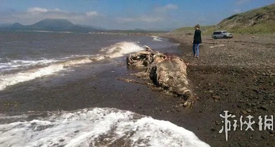 海滩惊现怪兽尸体 盘点10大轰动全球的海滩神秘怪兽