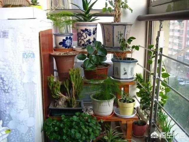 长方形的小阳台怎么打造小花园？