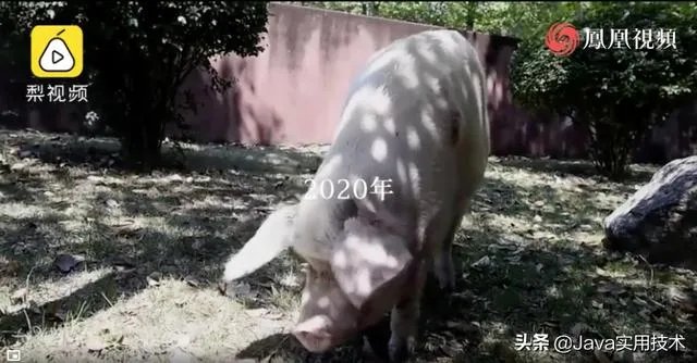 猪坚强13岁了是什么事情?