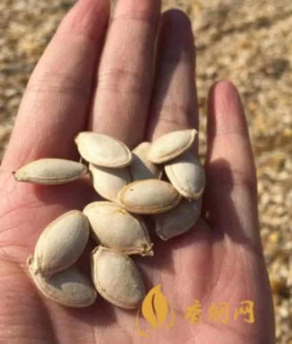 角瓜子是什么？一份全面解析