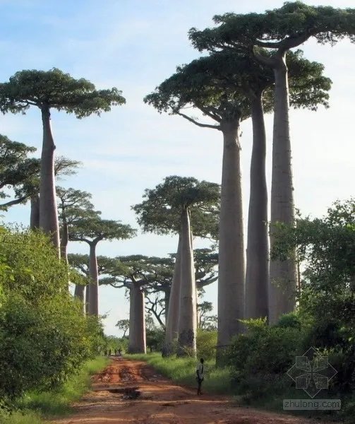 科学家发现大片隐形森林 地球上七座最奇特森林盘点