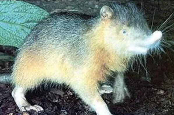 世界十大丑陋动物排行榜 眼镜猴上榜，第六被很多人称为“怪物”