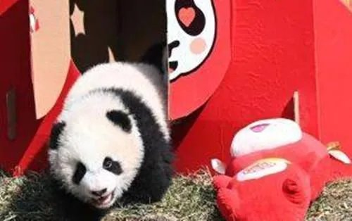 熊猫宝宝的不情愿拜年现场火了，你认为熊猫成为国宝的原因有哪些？