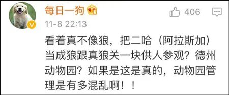 动物园狼舍现二哈 二哈竟然在狼群中也能混得开