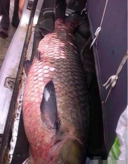 百年水库泄洪 竟冲出这庞然大物(图)