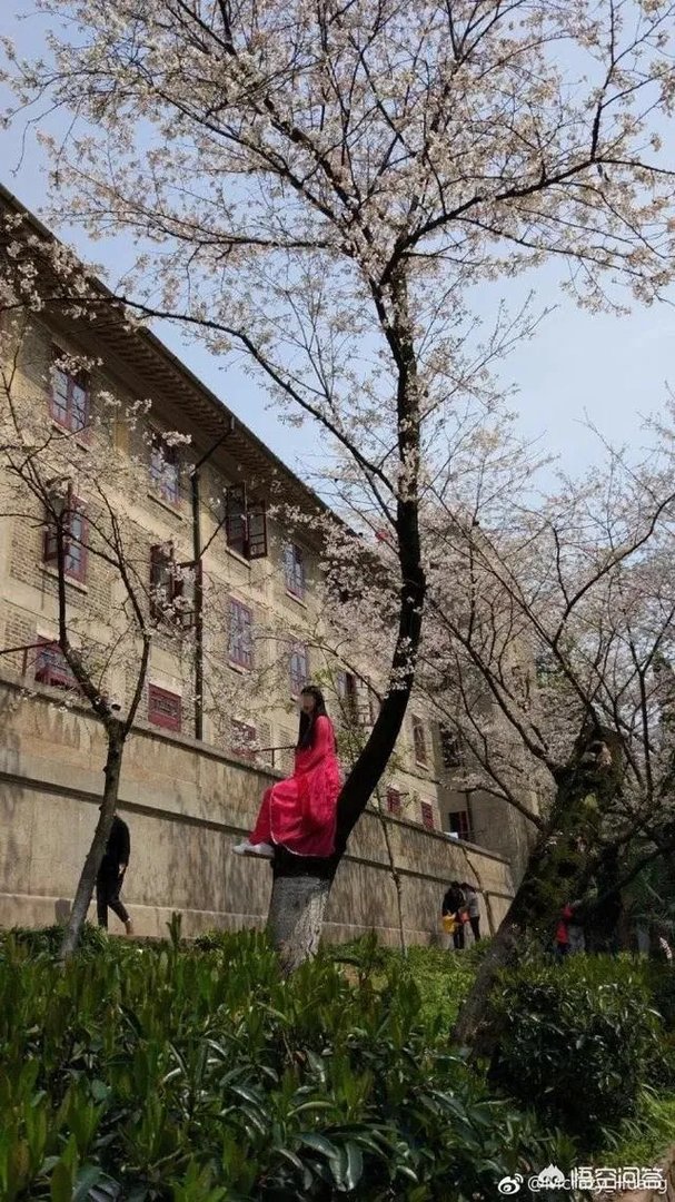 男子武大校园剧烈摇动樱花树，如何有效制止此类行为？