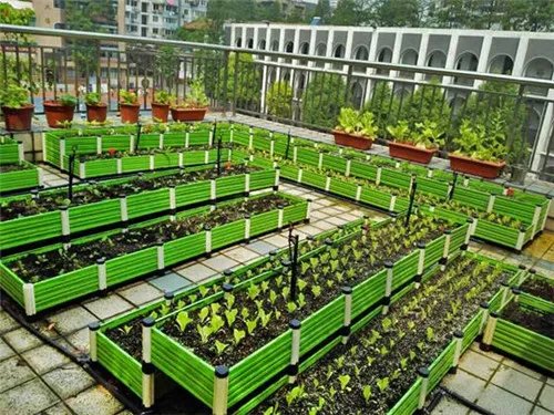 屋顶菜园自制步骤有哪些