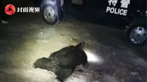 四川江油黑熊咬死3位村民,如何看待黑熊频频伤人事件?