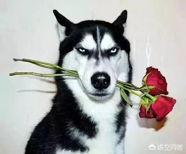 哈士奇吃什么狗粮好?