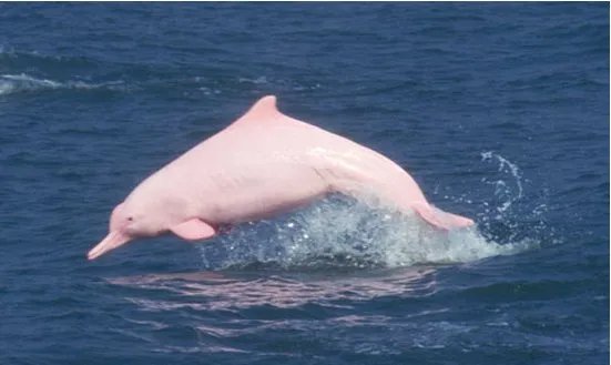 中华白海豚亮相是怎么回事?