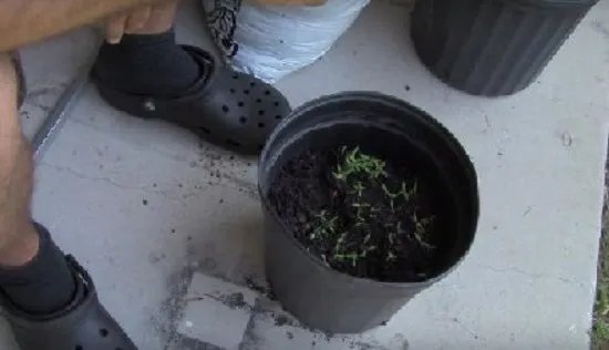 男子把西红柿片放盆中 神奇了(组图)