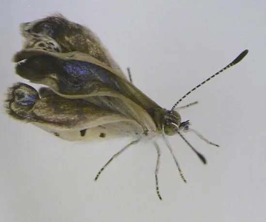 福岛核泄漏后变异女人：日本核辐射后的变异生物触目惊心