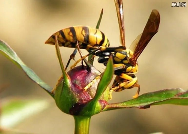 兄弟驯蜂年入百万 建起了养蜂专业合作社