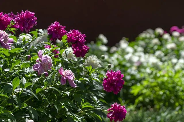 北京十大赏花好地方 北京赏花去哪里 帝都看花好去处荐