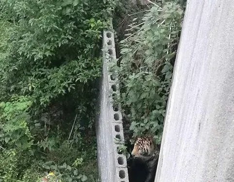 马戏团什么原因致使幼虎出逃?