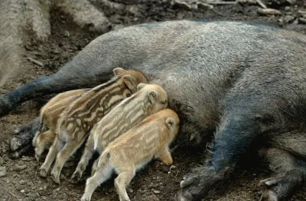 野猪闯进大学校区 野猪肉多少钱一斤2017