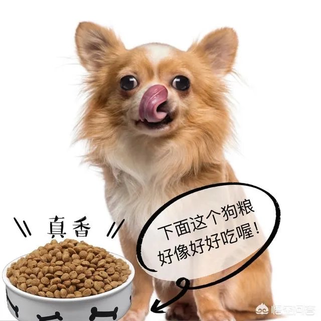 哈士奇吃什么狗粮好?